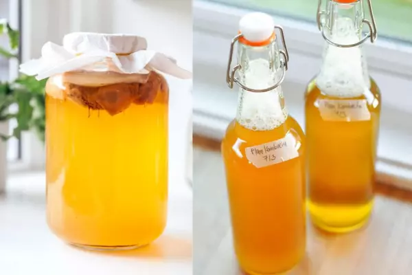 Green Tea Kombucha Recipe