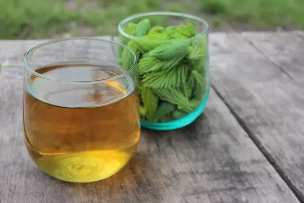 Spruce Tip Tea Recipe