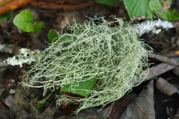 Usnea Tea Recipe